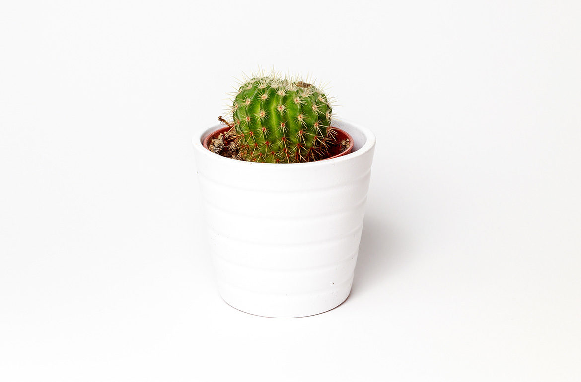 My Baby Cactus